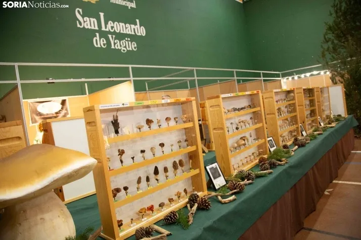 Jornadas Micológicas de San Leonardo