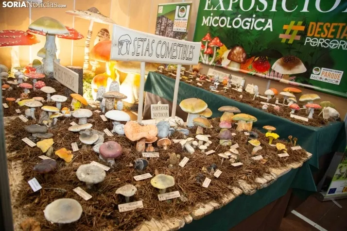 Jornadas Micológicas de San Leonardo