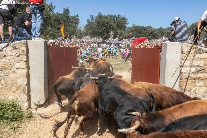 La Saca 2025