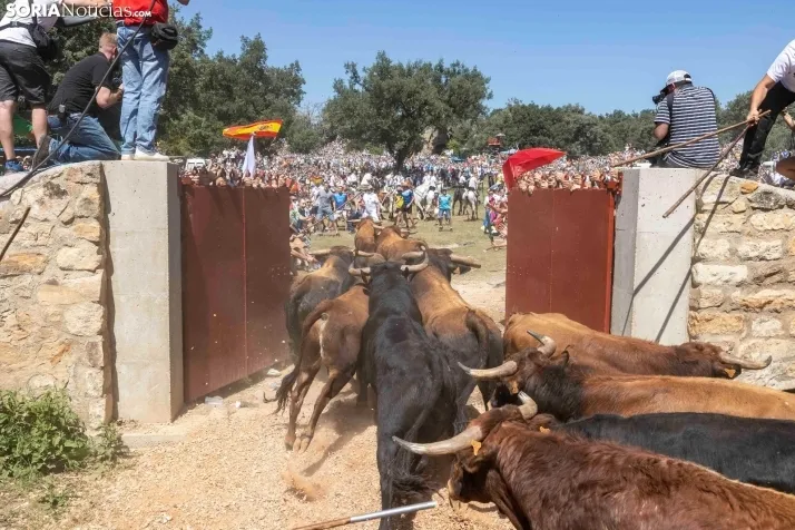 La Saca 2025