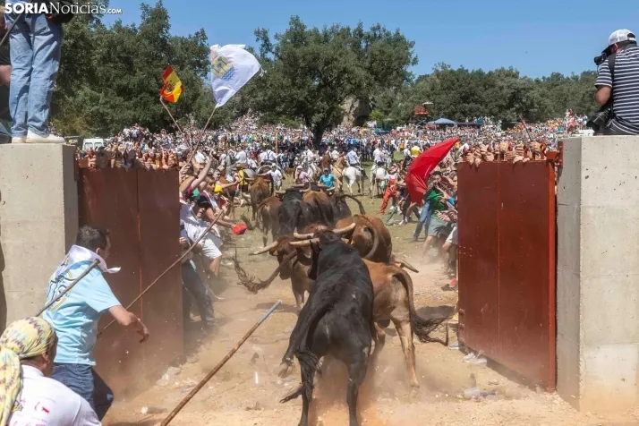 La Saca 2025