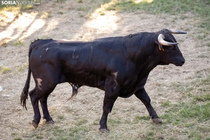 Lavalenguas 2025