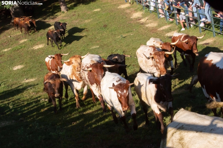 Lavalengüillas 2025