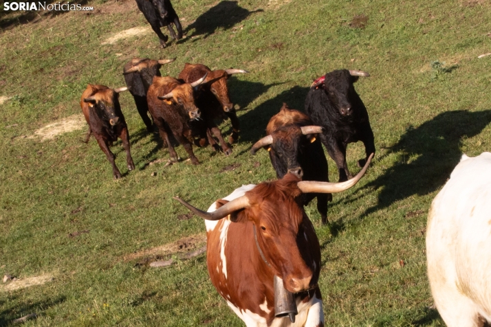 Lavalengüillas 2025