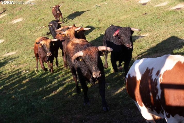 Lavalengüillas 2025