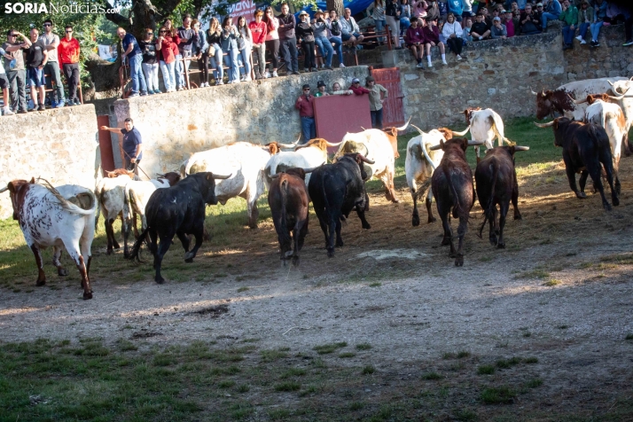 Lavalengüillas 2025