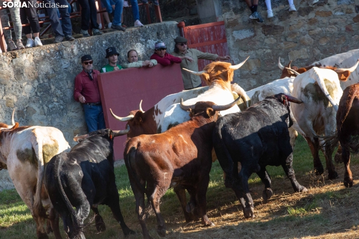 Lavalengüillas 2025