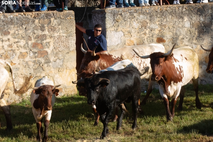 Lavalengüillas 2025