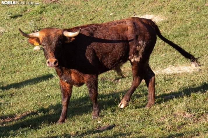 Lavalengüillas 2025