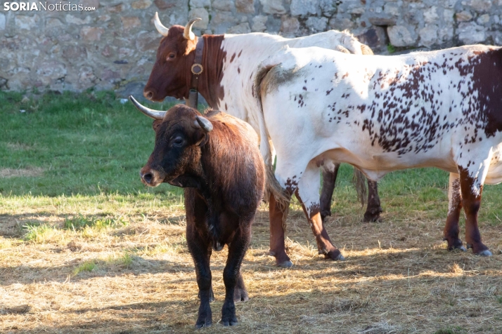 Lavalengüillas 2025