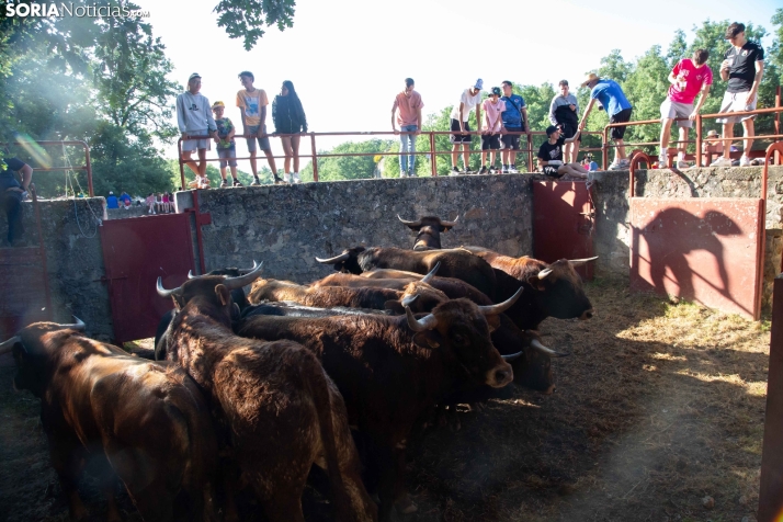 Lavalengüillas 2025