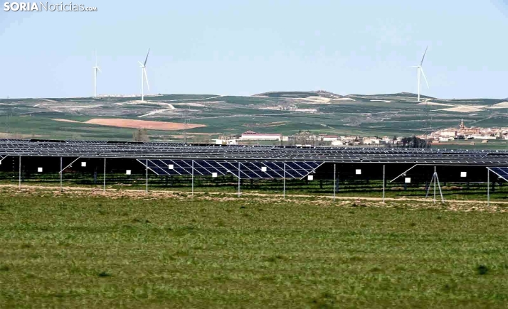 Alondra ricotí y murciélagos, claves en la aprobación del parque solar de Medinaceli