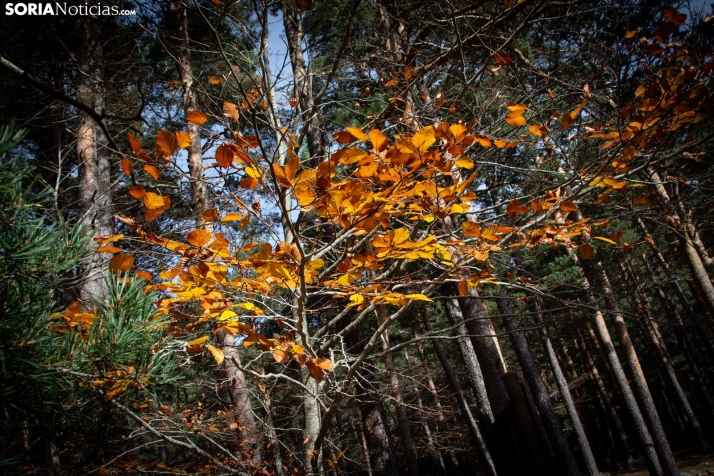 Paseo por la Laguna Negra