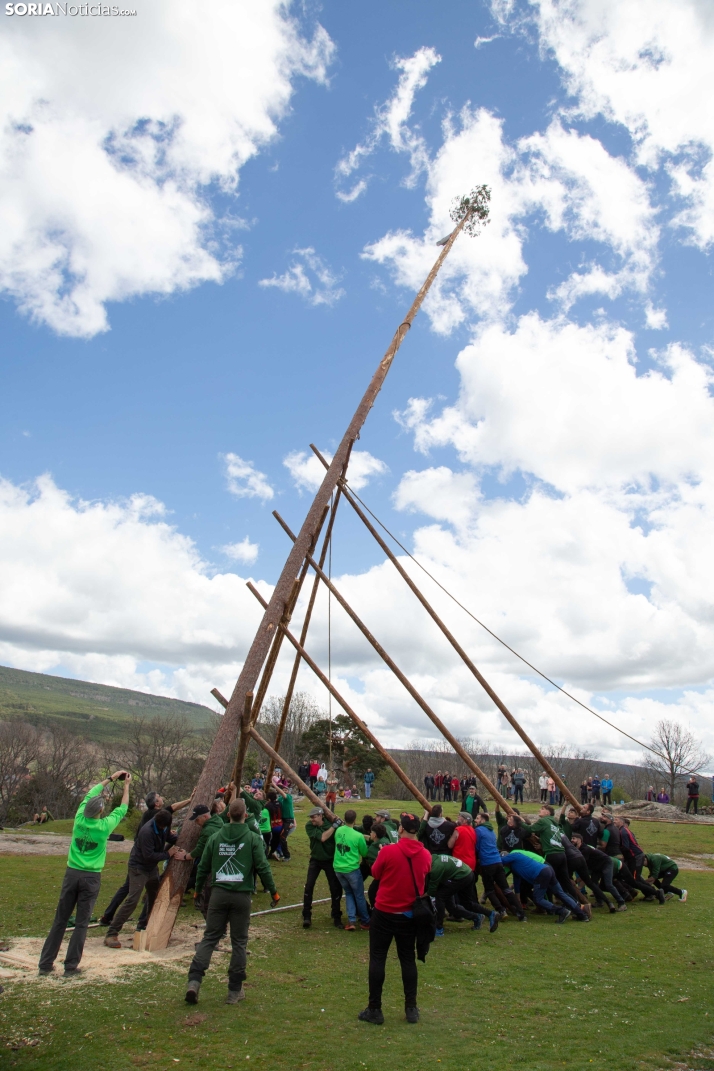 Pingada del Mayo en Covaleda 2025