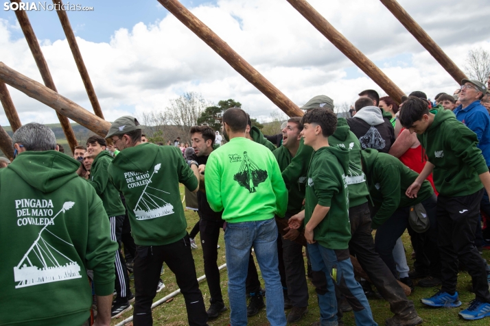 Pingada del Mayo en Covaleda 2025