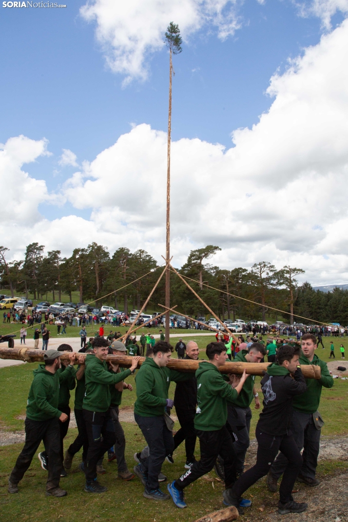 Pingada del Mayo en Covaleda 2025