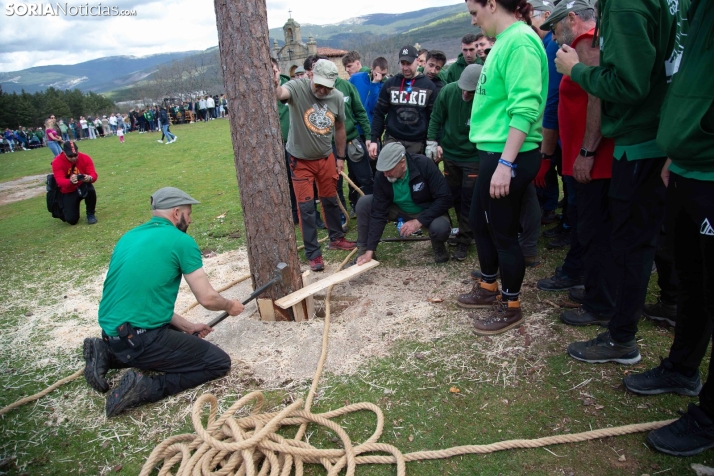 Pingada del Mayo en Covaleda 2025