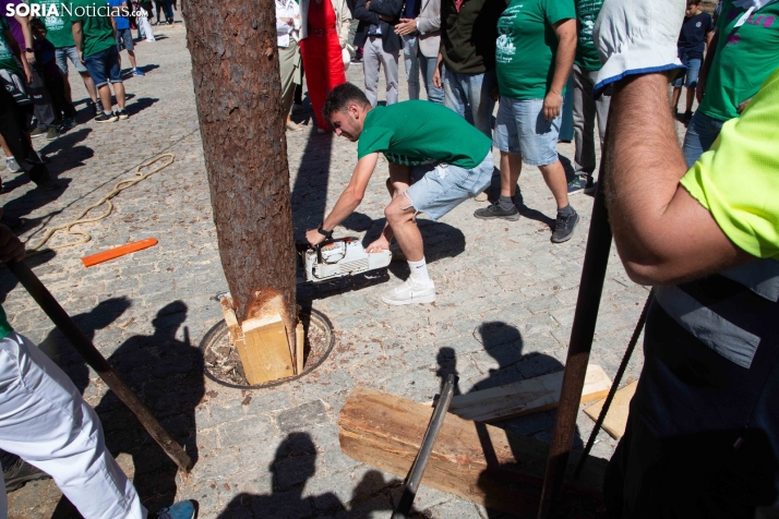 Pingada del Mayo en Duruelo