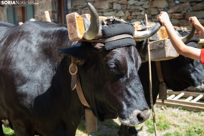 Ruta Carreteril Sarnago