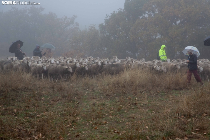 Trashumancia Castilfrío