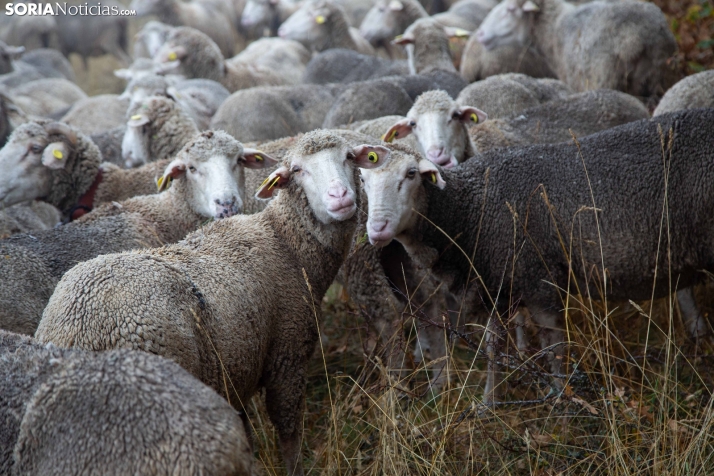 Trashumancia Castilfrío