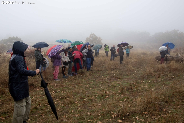 Trashumancia Castilfrío