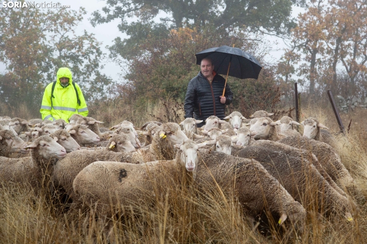 Trashumancia Castilfrío