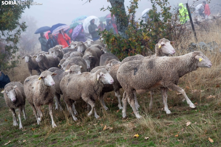 Trashumancia Castilfrío