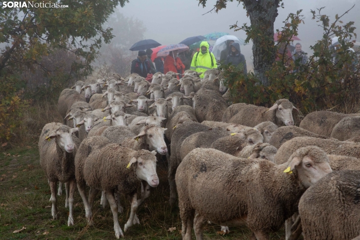 Trashumancia Castilfrío