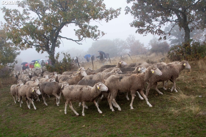 Trashumancia Castilfrío