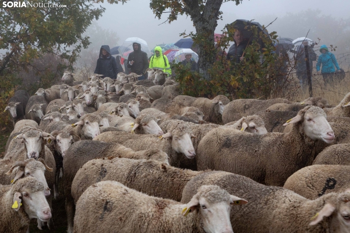 Trashumancia Castilfrío