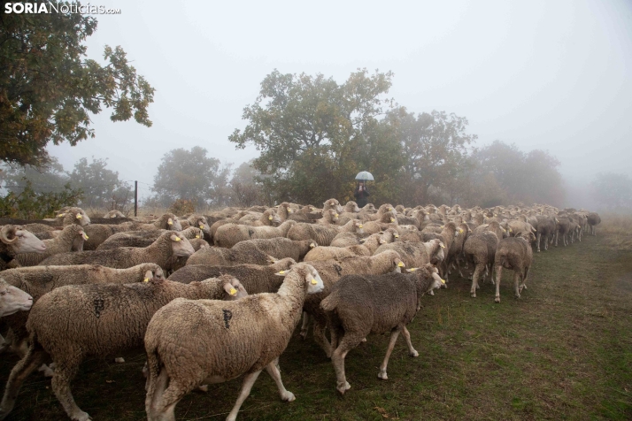 Trashumancia Castilfrío