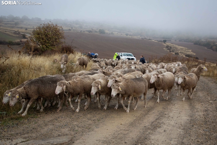 Trashumancia Castilfrío