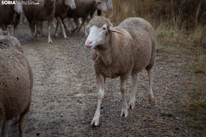 Trashumancia Castilfrío