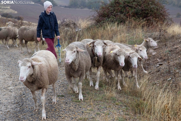Trashumancia Castilfrío
