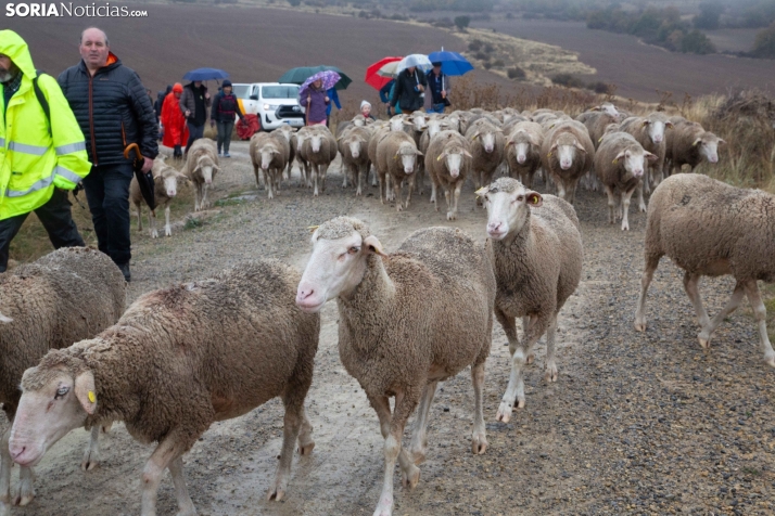 Trashumancia Castilfrío