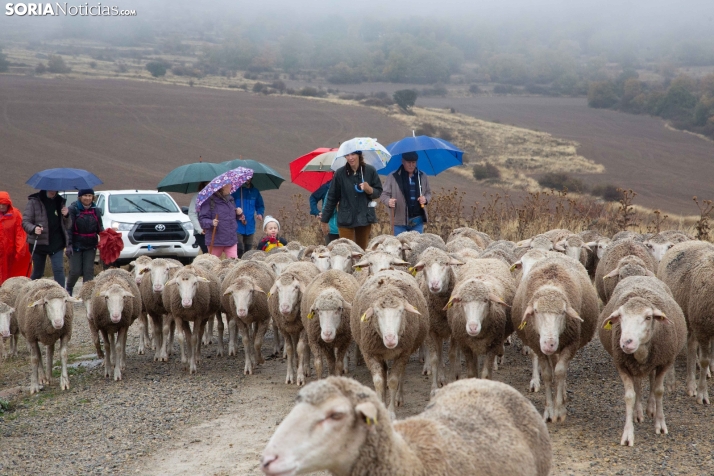 Trashumancia Castilfrío