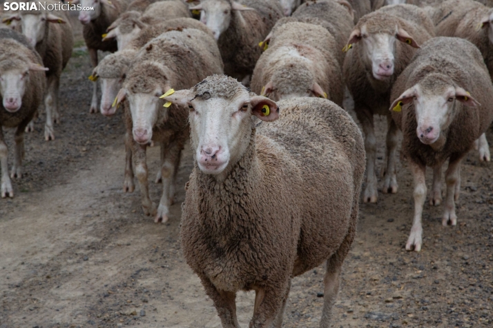 Trashumancia Castilfrío