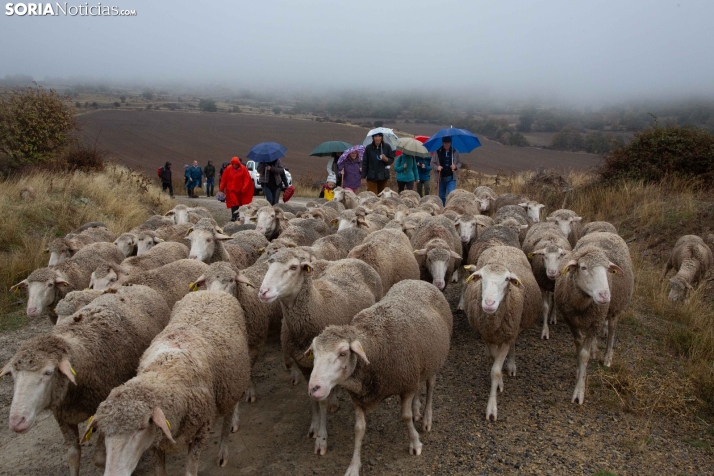 Trashumancia Castilfrío