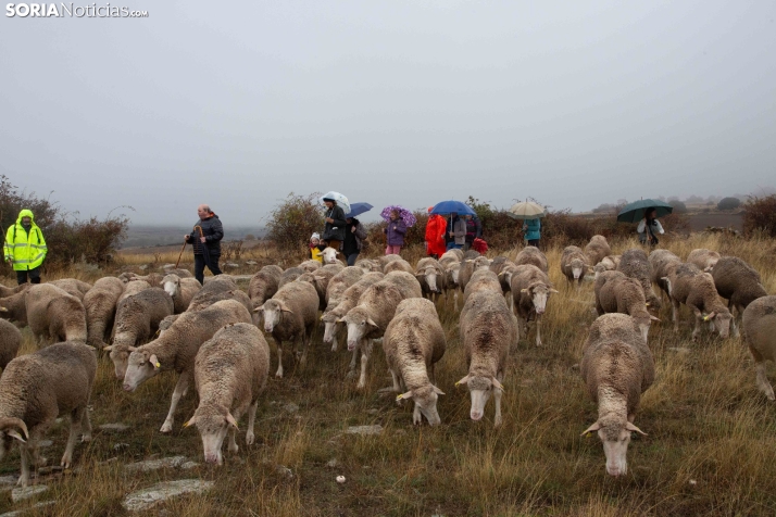 Trashumancia Castilfrío