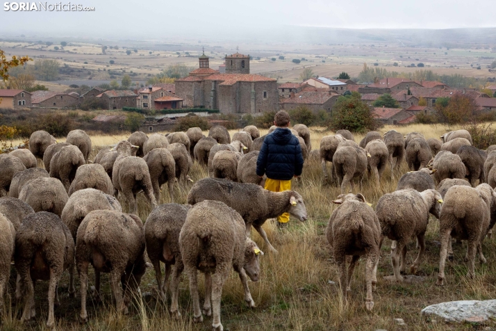 Trashumancia Castilfrío