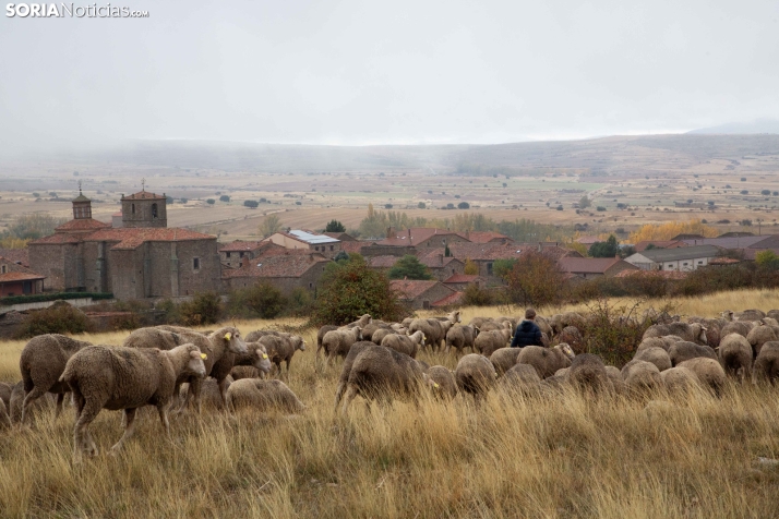 Trashumancia Castilfrío