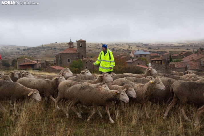 Trashumancia Castilfrío