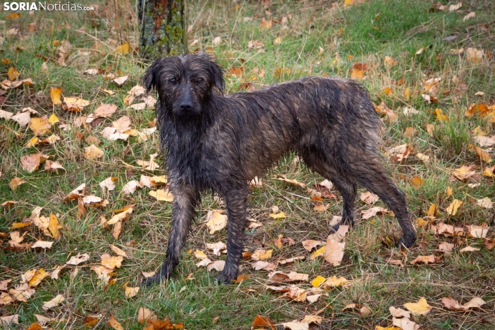 Trashumancia Castilfrío