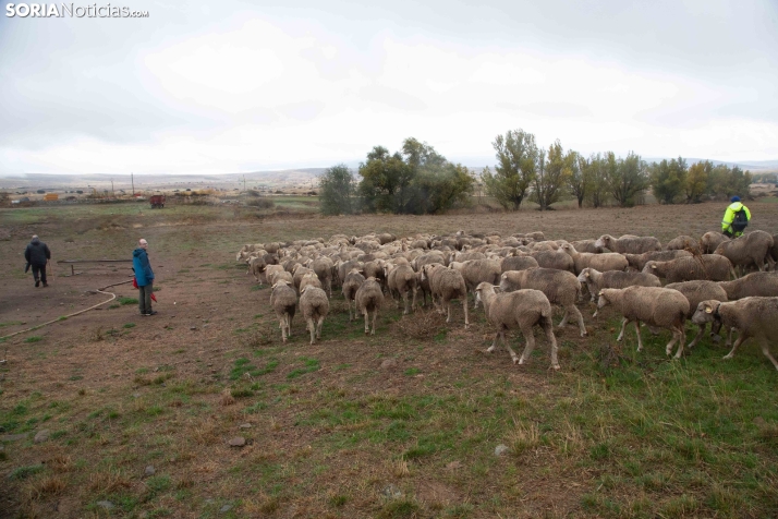 Trashumancia Castilfrío