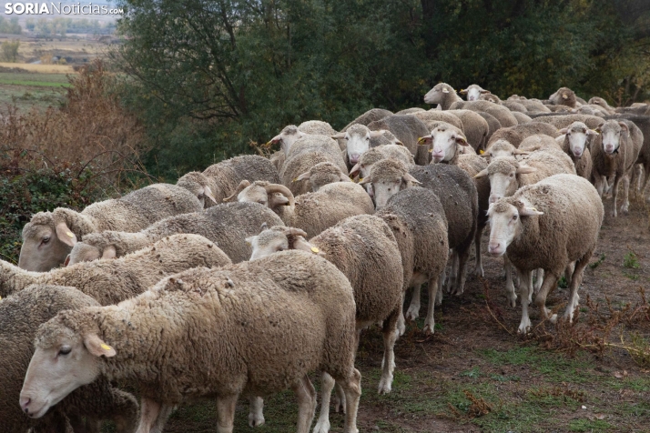 Trashumancia Castilfrío