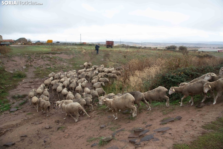 Trashumancia Castilfrío