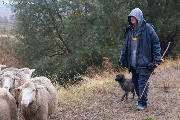 Trashumancia Castilfrío