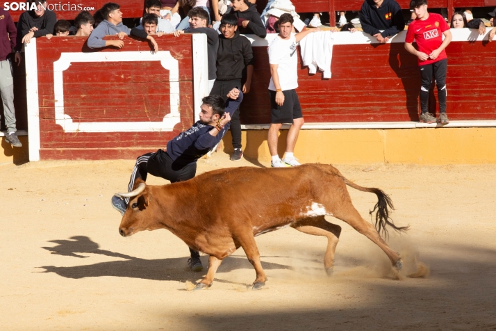 Vaquillas San Saturio