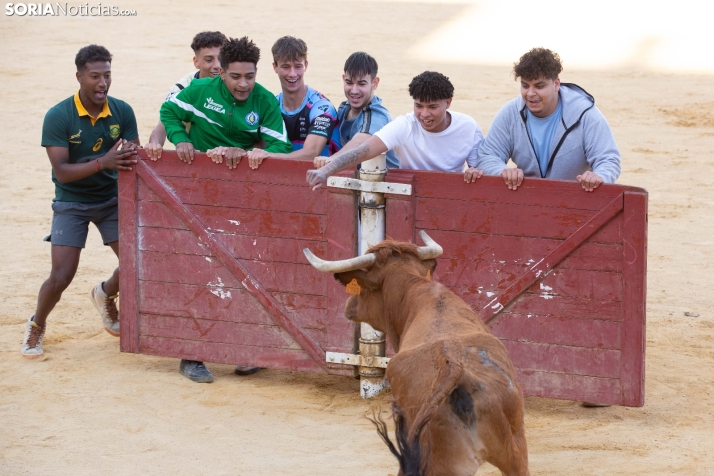 Vaquillas San Saturio